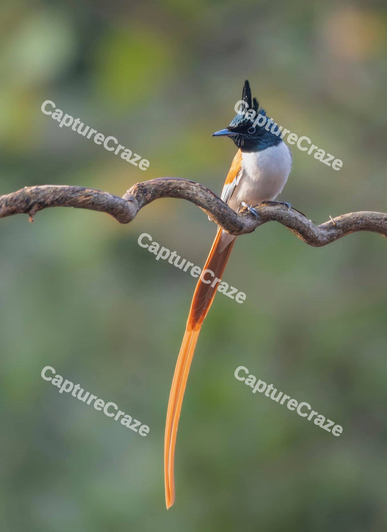 Indian paradise Flycatcher Bird